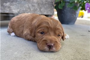 Romina - Goldendoodle, Mini for sale