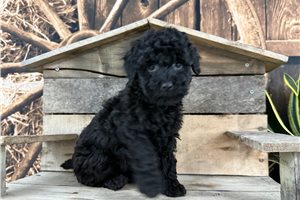 Sandra - puppy for sale