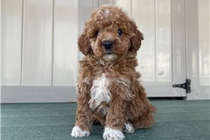 Peanut - puppy for sale