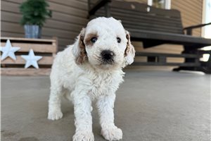 Zane - puppy for sale