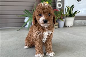 Megan - Goldendoodle, Mini for sale