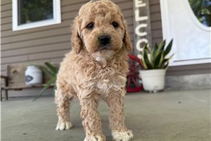 Iggy - Goldendoodle, Mini for sale