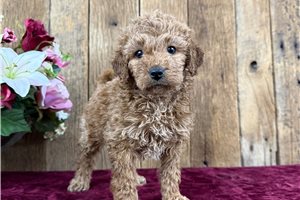 Nikki - Goldendoodle, Mini for sale