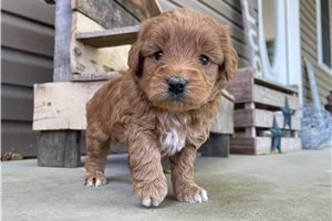 Nelly - Goldendoodle, Mini for sale