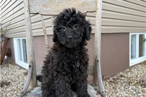 Sydney - Goldendoodle, Mini for sale