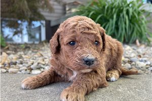 Poppy - puppy for sale