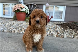 Maximiliano - puppy for sale