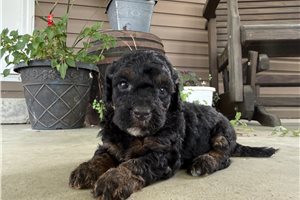 Tulip - puppy for sale