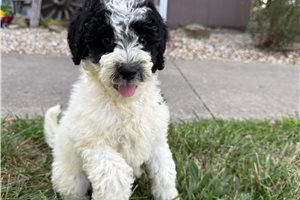 Stacy - Goldendoodle, Mini, placed in Evansville