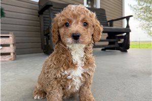 Titus - Goldendoodle, Mini for sale