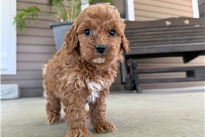 Manilow - puppy for sale