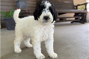 Stacy - Goldendoodle, Mini for sale