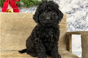 Toby - Goldendoodle, Mini for sale