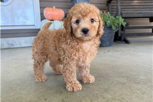 Tommy - Mini Goldendoodle for sale