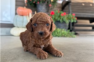 Alexis - Mini Goldendoodle for sale