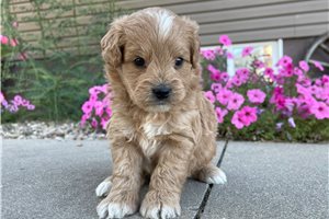 Keegan - Goldendoodle, Mini for sale