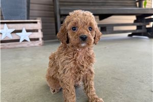 Morgan - puppy for sale