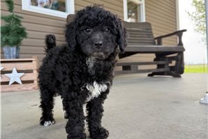 Tracey - Goldendoodle, Mini for sale