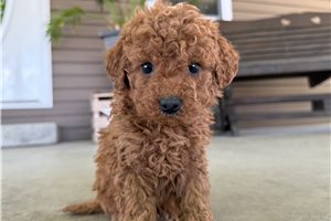 Meeko - puppy for sale