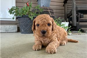Teresa - puppy for sale