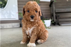 Sonya - puppy for sale