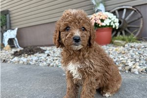 Marcus - puppy for sale