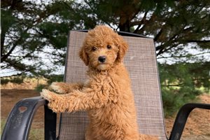 Sammie - puppy for sale
