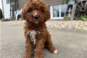 Zoey - Goldendoodle, Mini for sale
