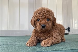 Plum - puppy for sale