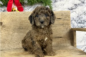 Tommy - Goldendoodle, Mini for sale
