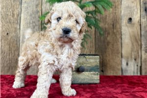 Sandy - Goldendoodle, Mini for sale