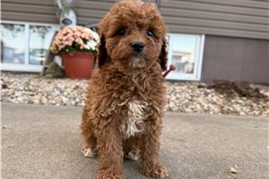 Molly - puppy for sale