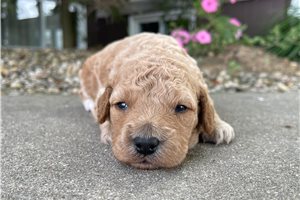 Damian - Goldendoodle, Mini for sale