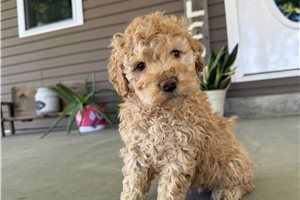 Heith - Goldendoodle, Mini for sale