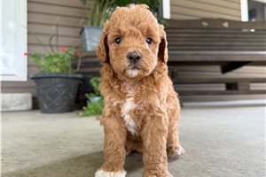 Sammie - puppy for sale