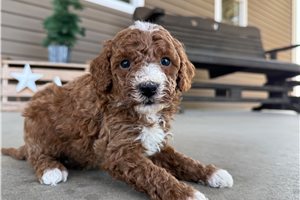 Zach - puppy for sale