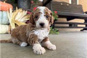 Autumn - puppy for sale