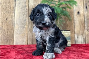 Samara - puppy for sale