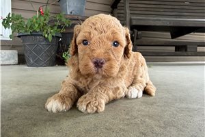 Tracker - puppy for sale