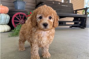 Teresa - Mini Goldendoodle for sale