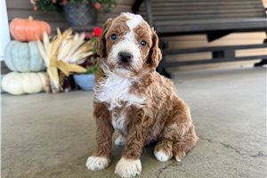 Alfie - puppy for sale