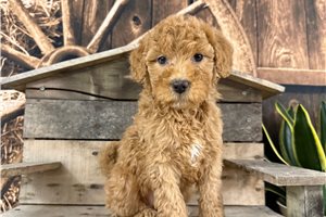 Sutton - puppy for sale
