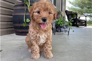 Kurtis - puppy for sale