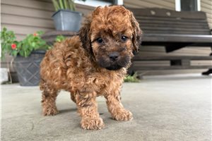 Tyler - Mini Goldendoodle for sale