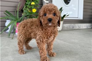 Morgan - Mini Goldendoodle for sale
