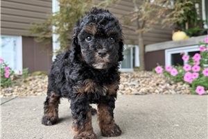 Tulip - Mini Goldendoodle for sale