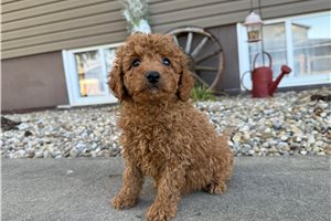 Miguel - puppy for sale