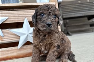 Tamara - puppy for sale