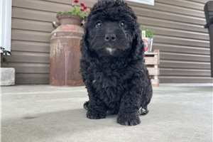 Newton - puppy for sale