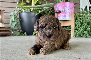 Tori - puppy for sale